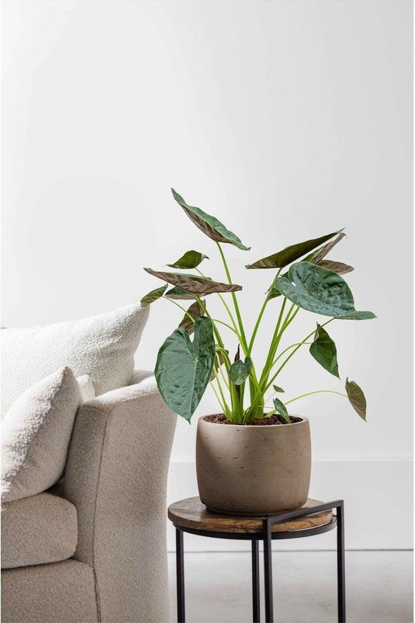 Alocasia Wentii M