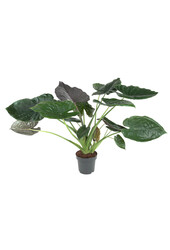 Alocasia Wentii L