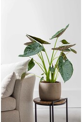 Alocasia Wentii L