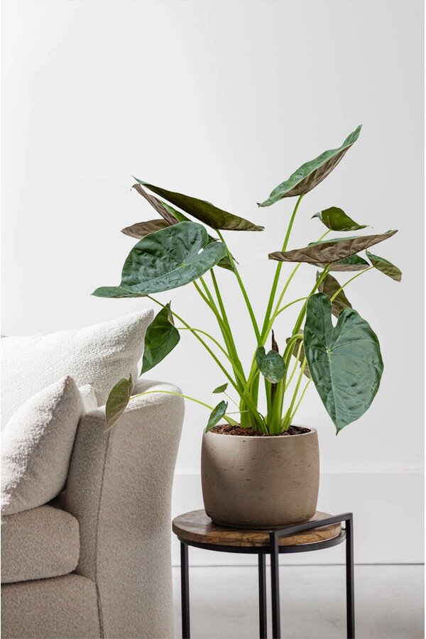 Alocasia Wentii L