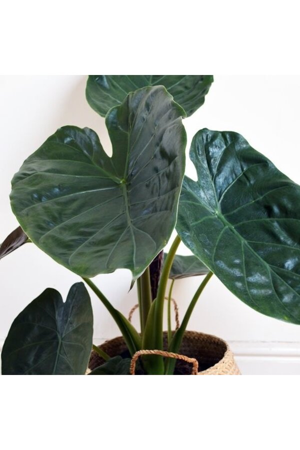 Alocasia Wentii L