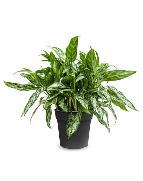 Aglaonema
