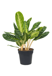 Aglaonema Key Lime