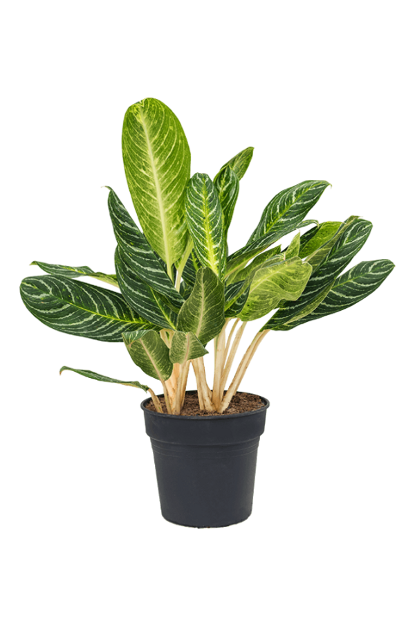 Aglaonema Key Lime