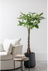 Pachira Aquatica Pleciona M