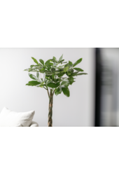 Pachira Aquatica Pleciona M