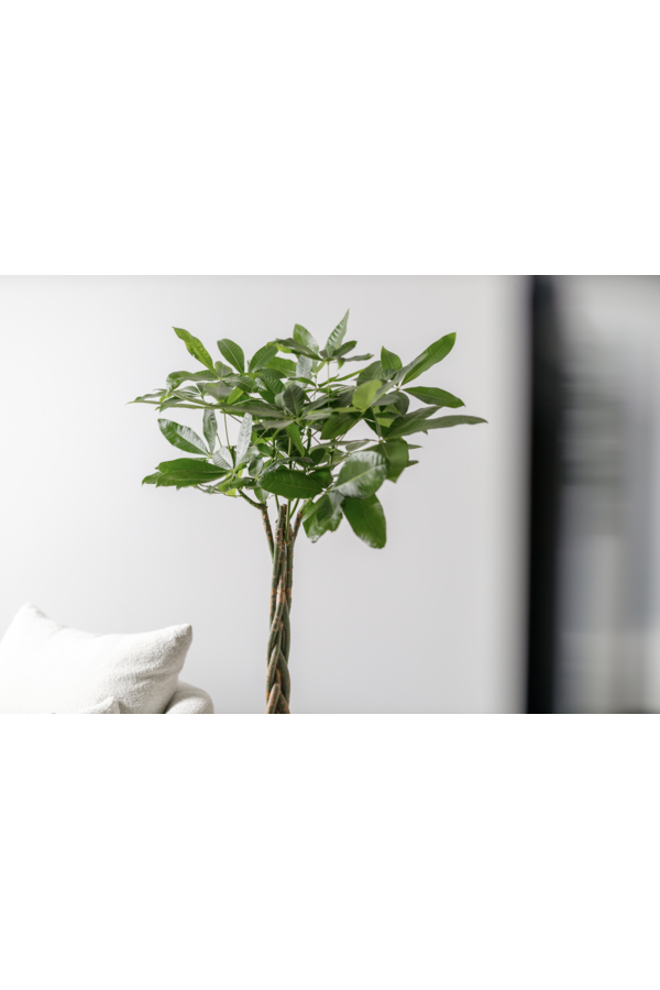 Pachira Aquatica Pleciona M