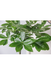 Pachira Aquatica Pleciona M