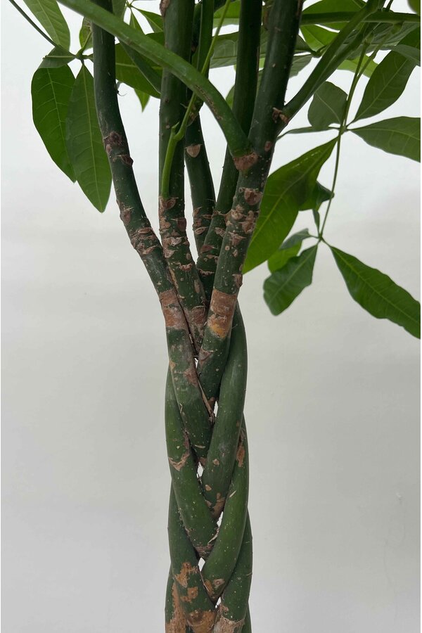 Pachira Aquatica Pleciona M