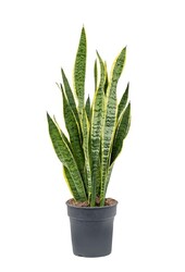 Sansevieria Laurentii S