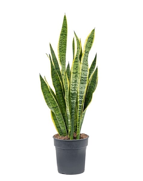 Sansevieria