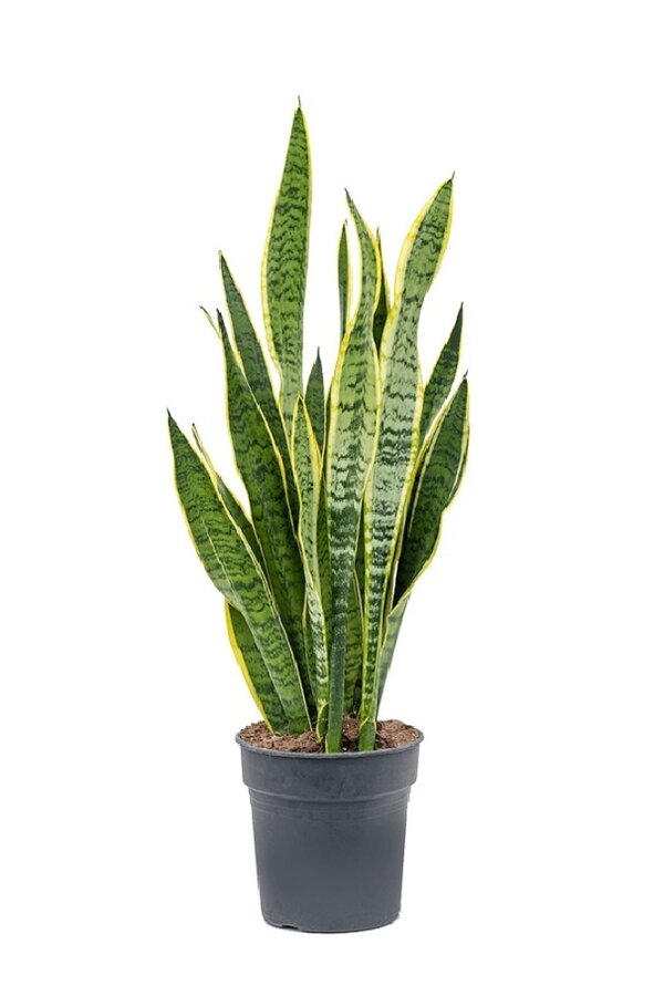 Sansevieria Laurentii S