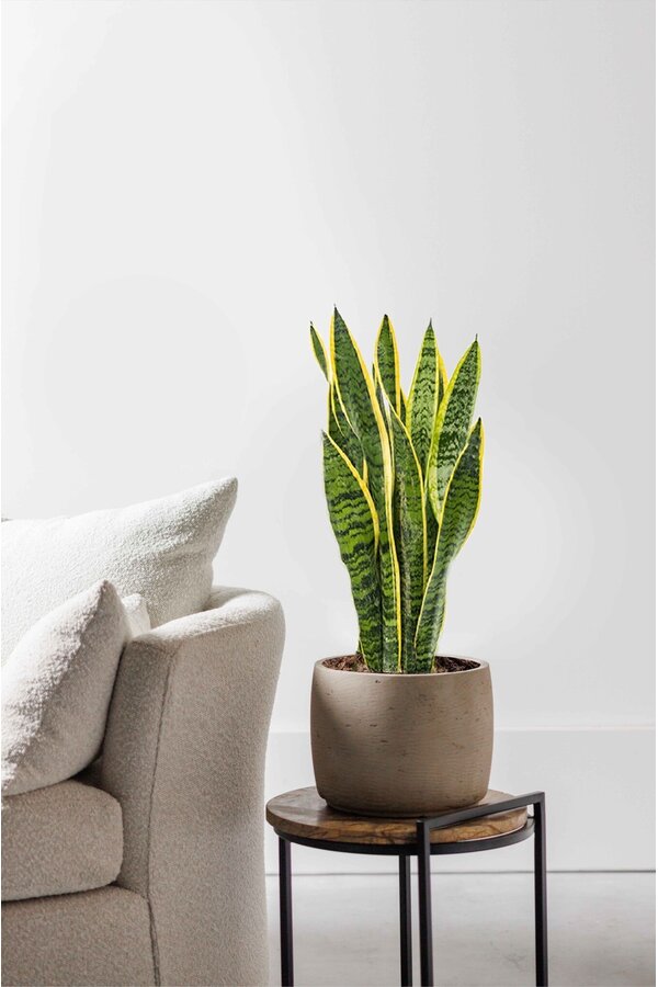 Sansevieria Laurentii S
