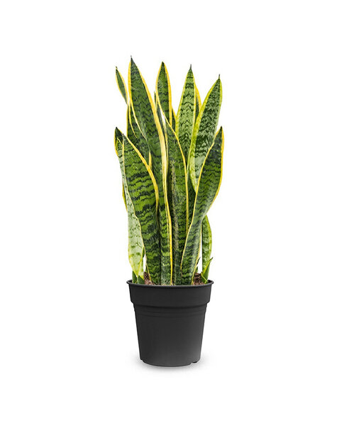 Sansevieria