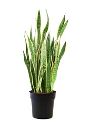 Sansewieria Laurentii XL