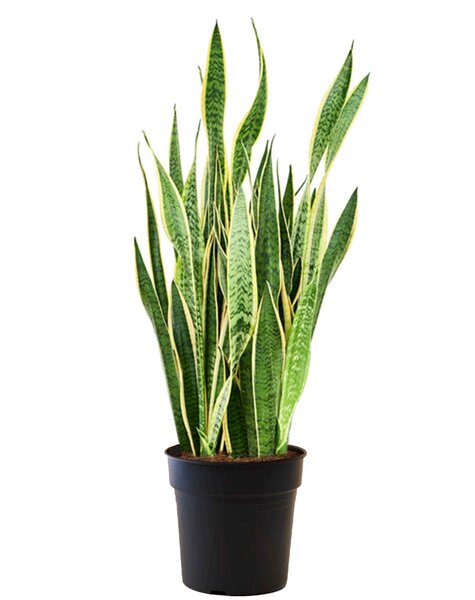 Sansevieria