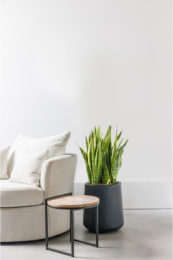 Sansewieria Laurentii XL