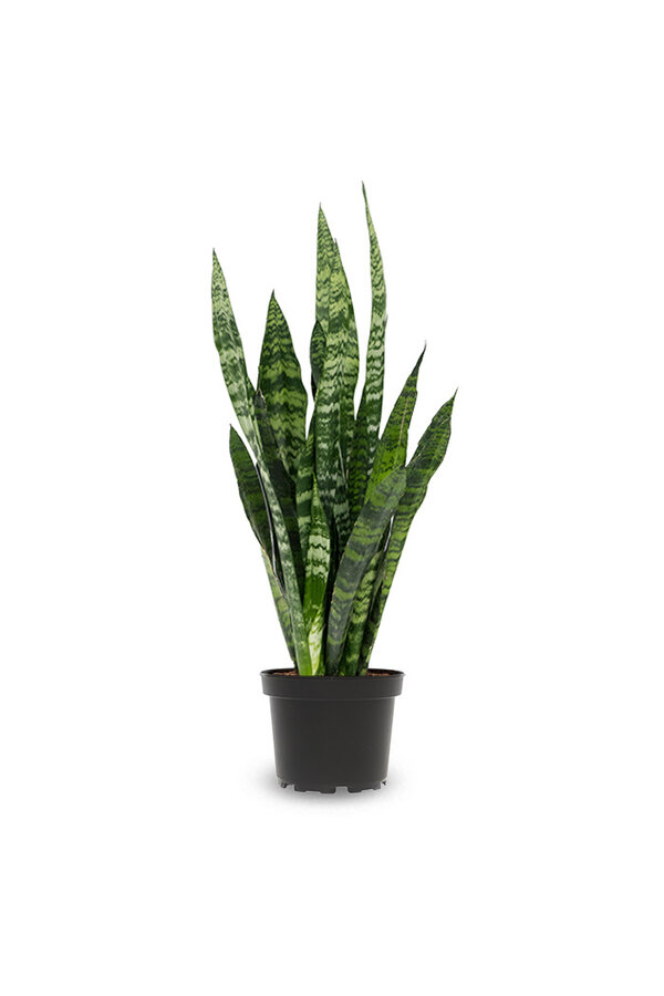 Sansevieria Zeylanica S