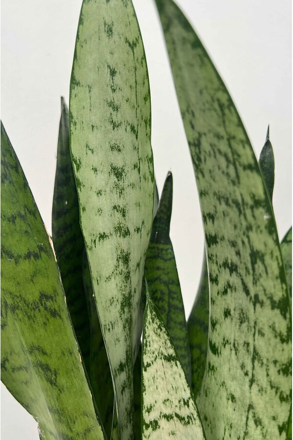 Sansevieria Zeylanica S