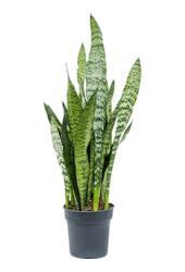 Sansevieria Zeylanica
