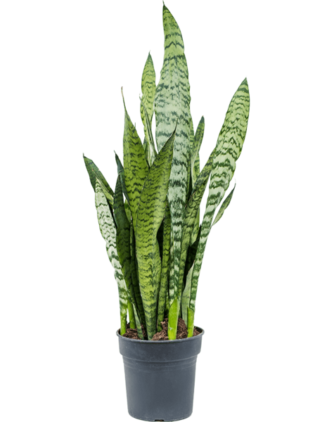 Sansevieria