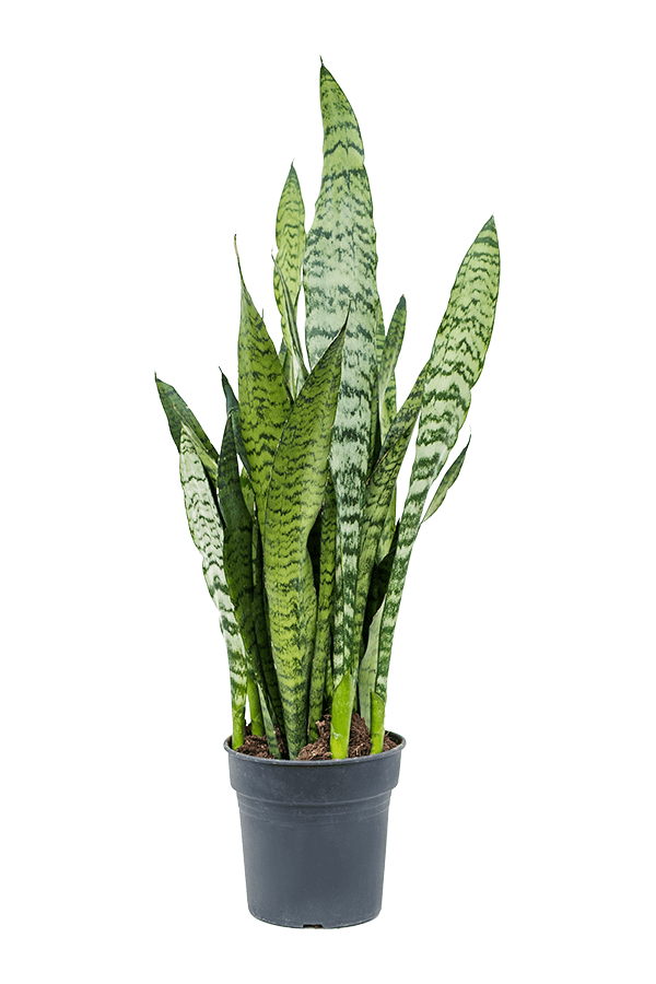 Sansevieria Zeylanica