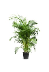 Złota palma Areca XXXL