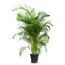 Areca