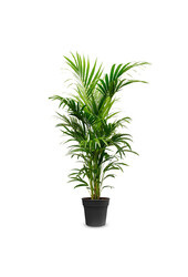 Palma kentia L