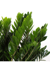 Zamiokulkas Roślina Wydmowa S