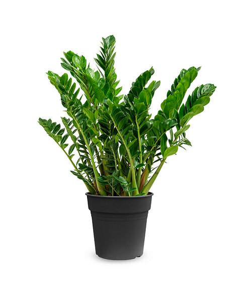 Zamioculcas