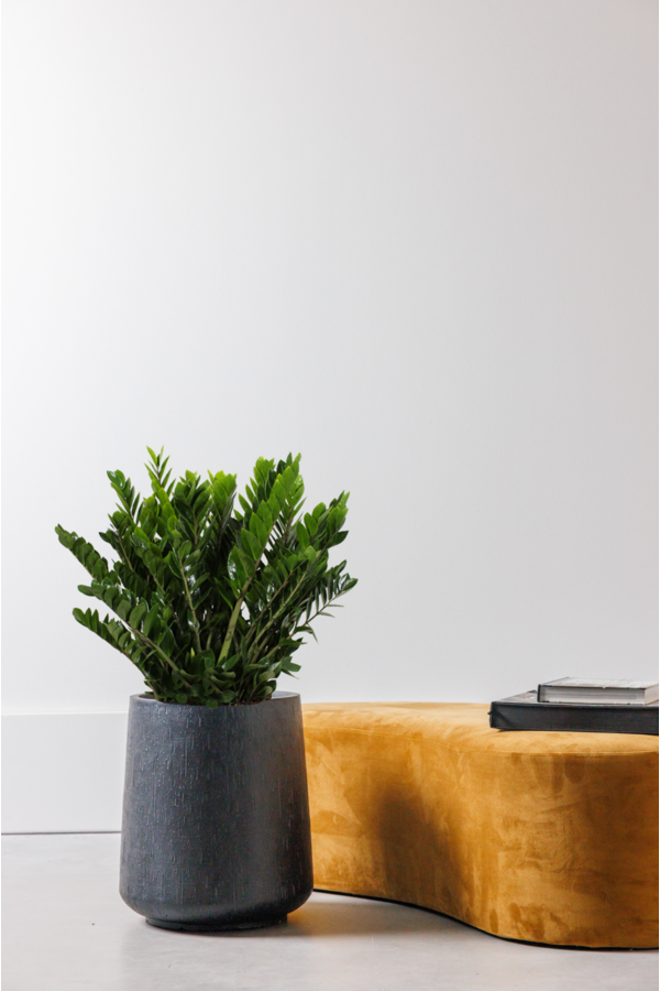 Zamioculcas Roślina wydmowa XXL