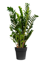 Zamioculcas Roślina wydmowa M
