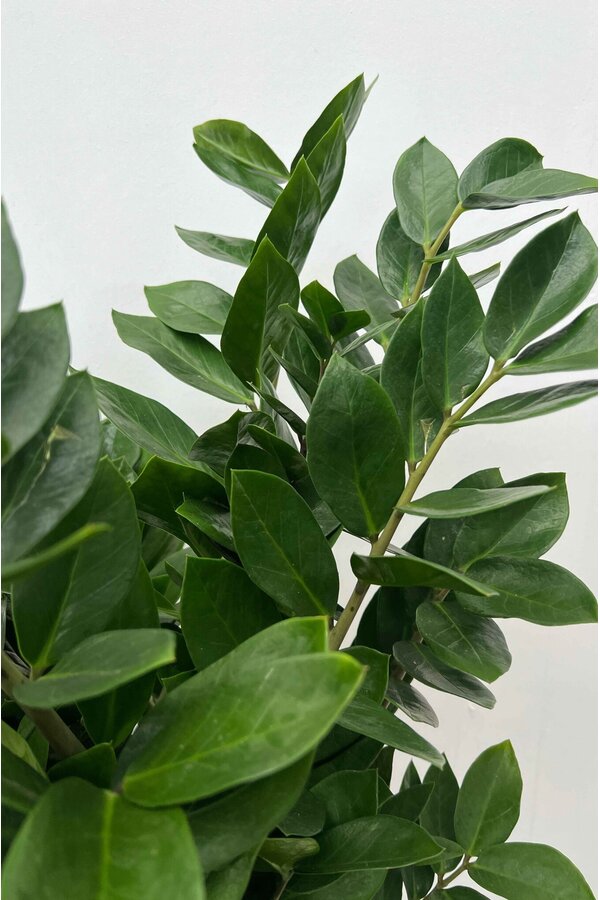 Zamioculcas Roślina wydmowa M