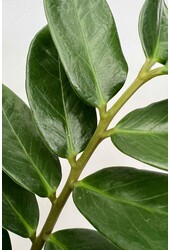 Zamioculcas Roślina wydmowa M