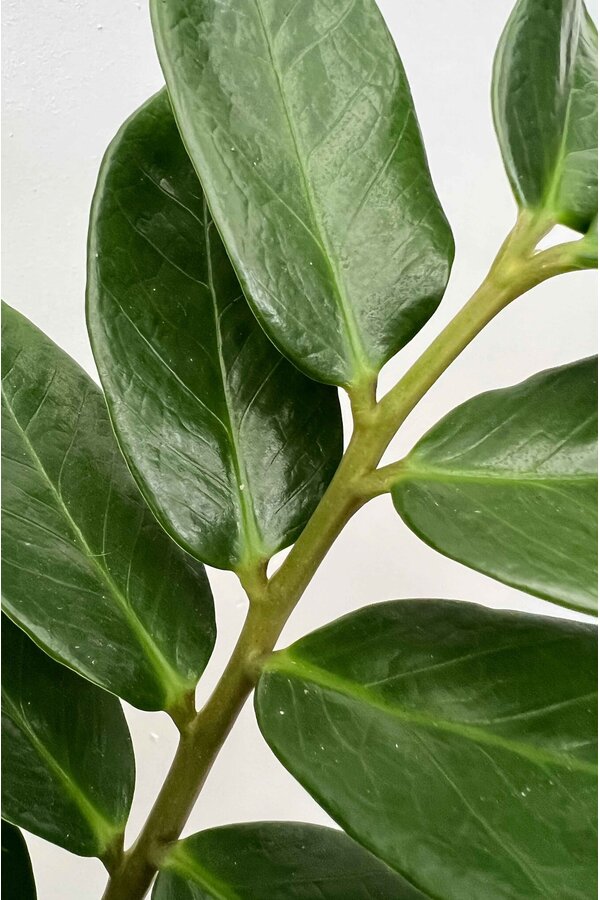 Zamioculcas Roślina wydmowa M