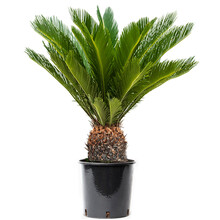 Cycas