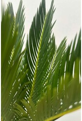 Cycas Revoluta XL