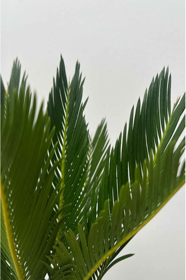 Cycas Revoluta XL