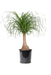 Beaucarnea Drzewo Butelkowe M