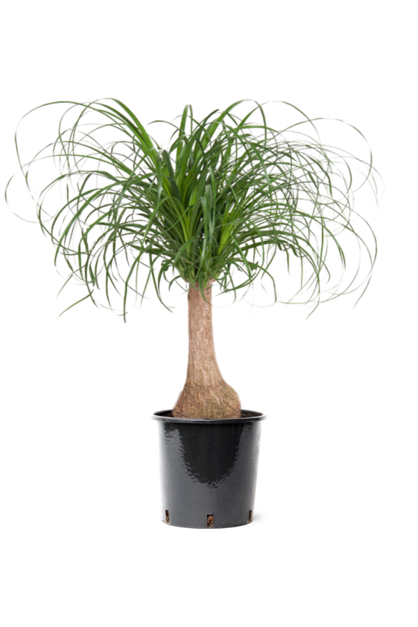 Beaucarnea Drzewo Butelkowe M