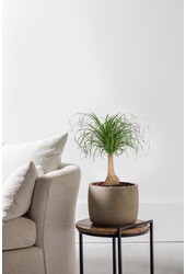 Beaucarnea Drzewko butelkowe M