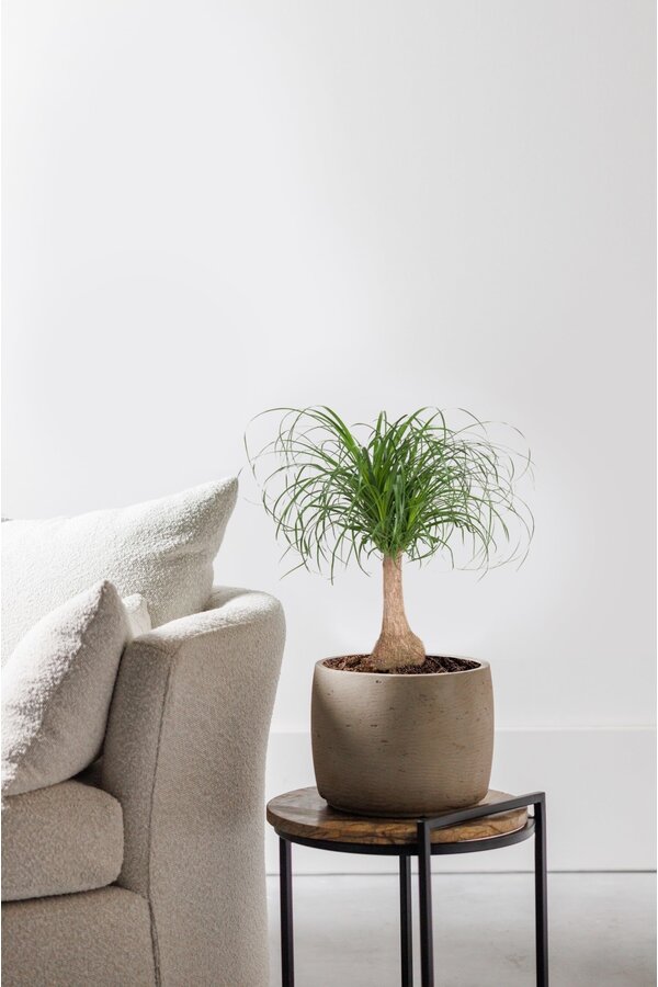 Beaucarnea Drzewko butelkowe M