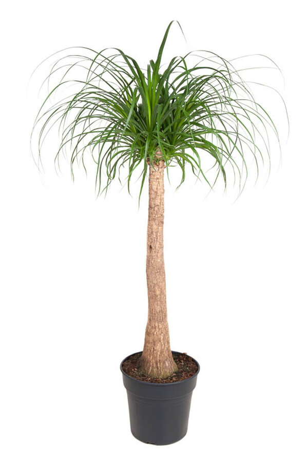 Beaucarnea Flesseboom XL