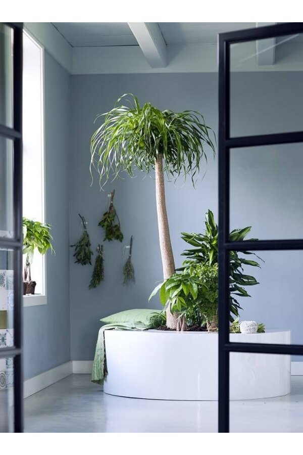 Beaucarnea Drzewo Butelkowe XL