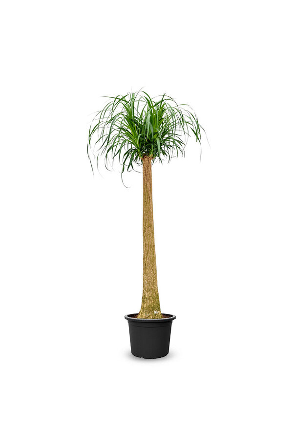 Beaucarnea Drzewo Butelkowe XXL