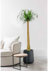 Beaucarnea Flesseboom XXL