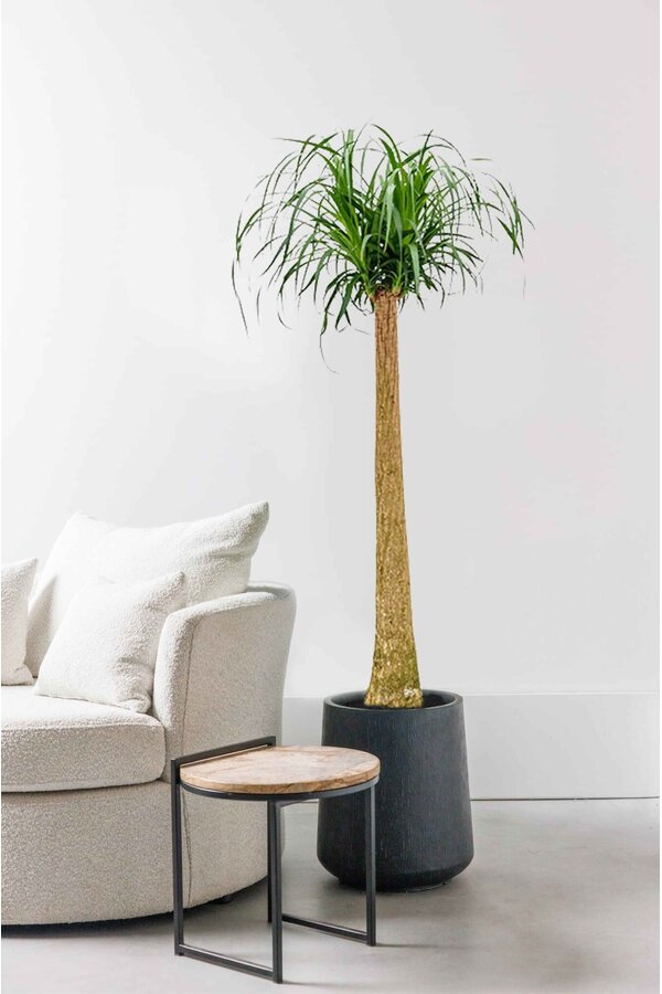 Beaucarnea Flesseboom XXL