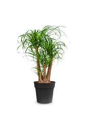 Beaucarnea rozgałęziona L