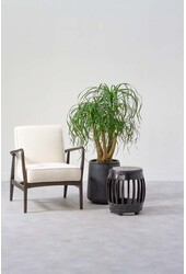 Beaucarnea rozgałęziona L